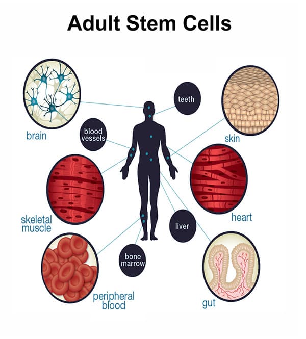 Adult Stem Cell