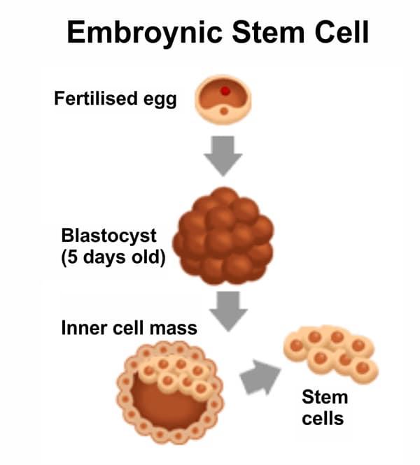 Embryonic Stem Cell